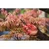Kép 5/17 -  FELCO 420 fűszer-, bonsai- és virágolló