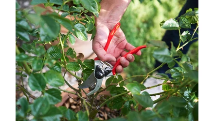 FELCO metszőollók áttekintése – segítünk eligazodni a népszerű modellek között